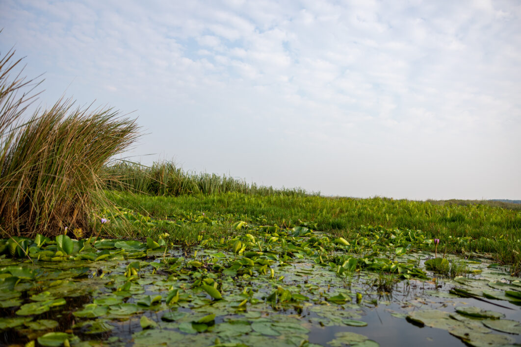 Lily Pads Water