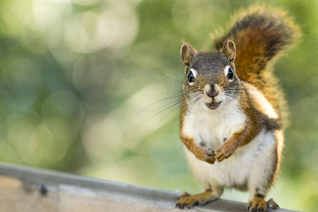 Squirrel Nature Tree