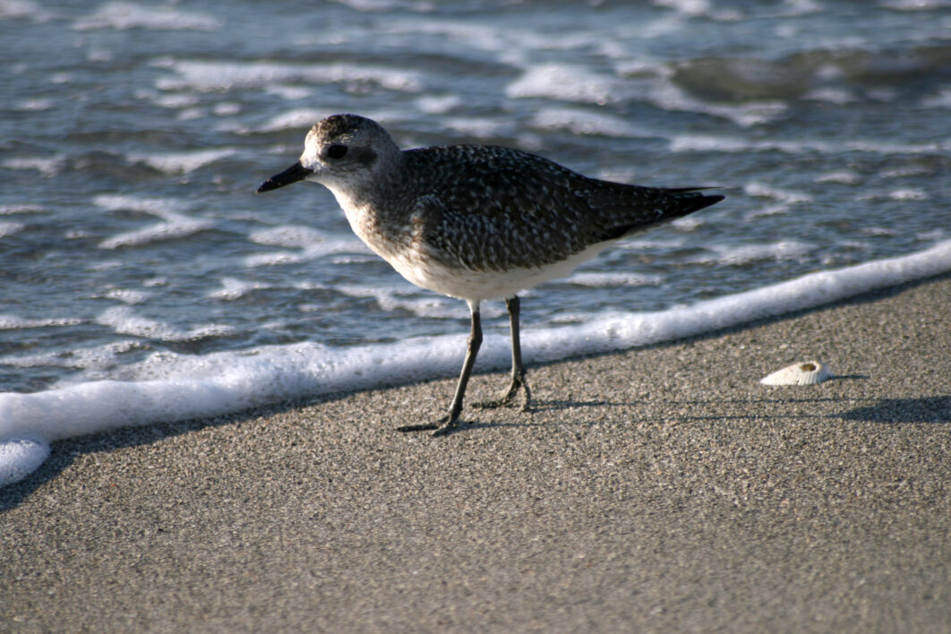 Bird Shore Water