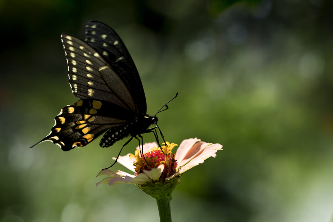 Butterfly Insect Garden