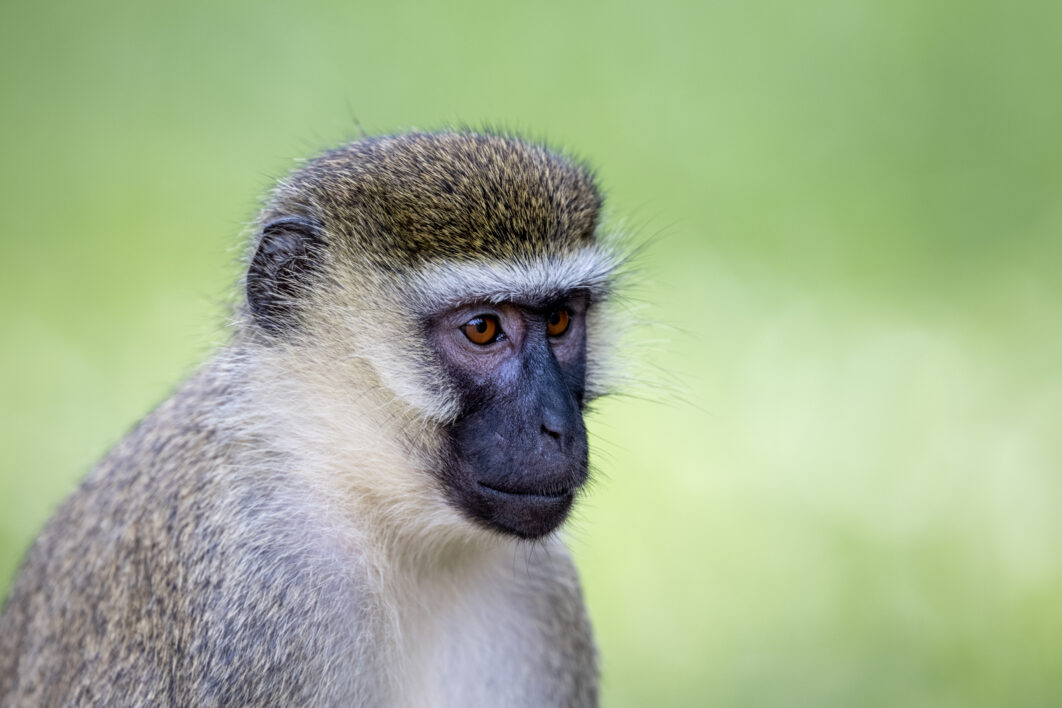 Monkey Portrait Animal