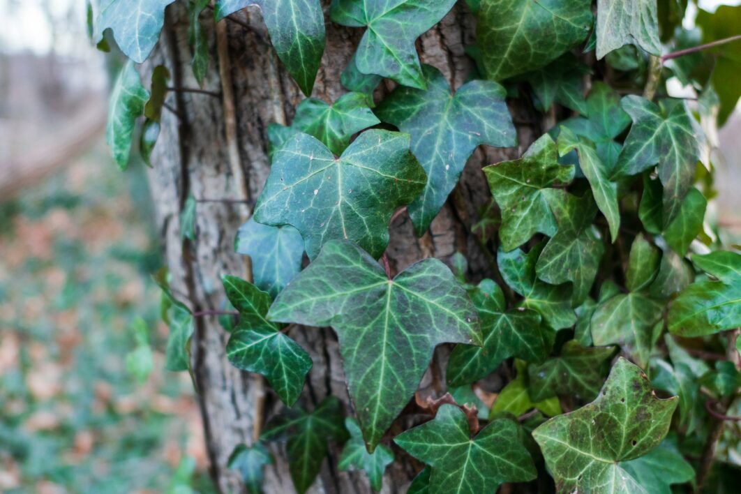 Leaf Background Growth