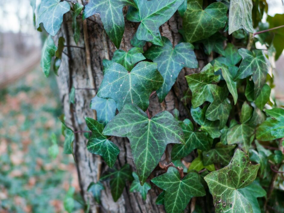 Leaf Background Growth