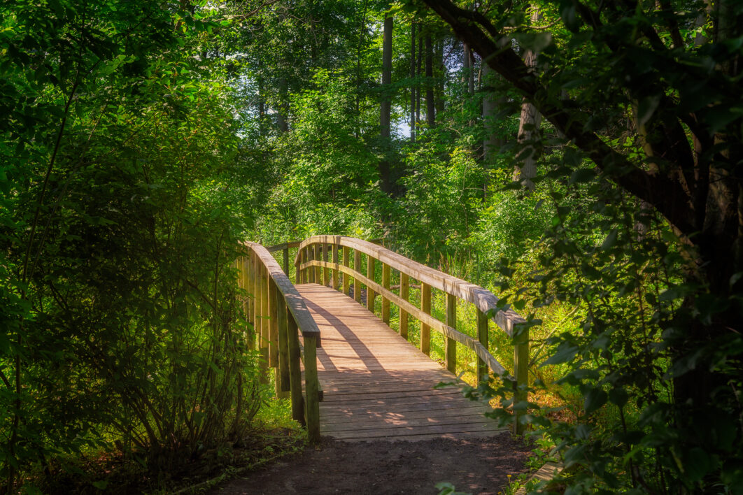 Forest Bridge Path