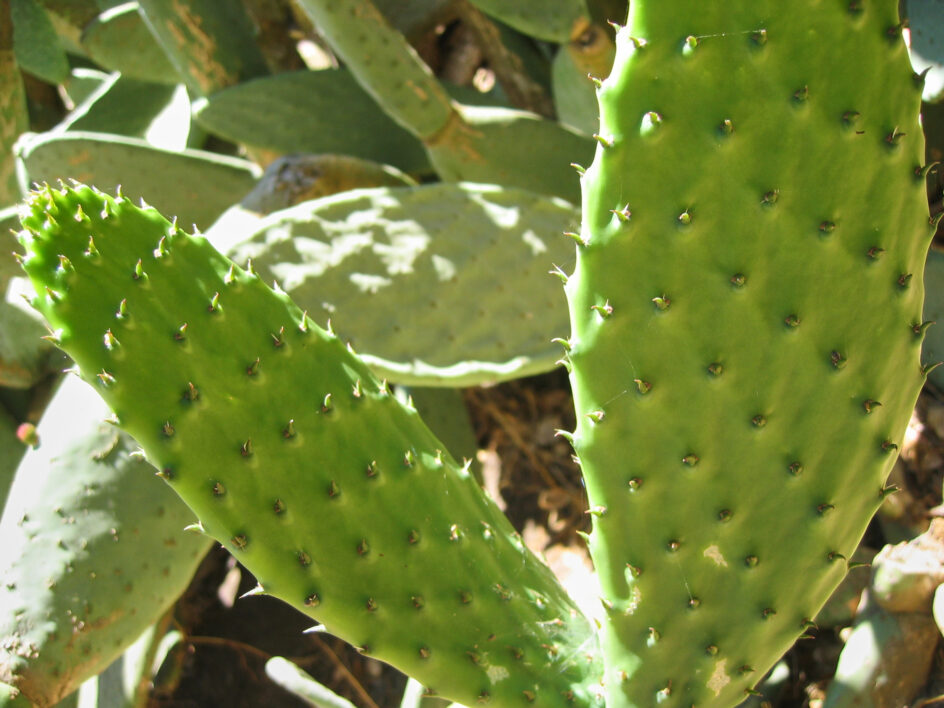 Cactus Plant Nature