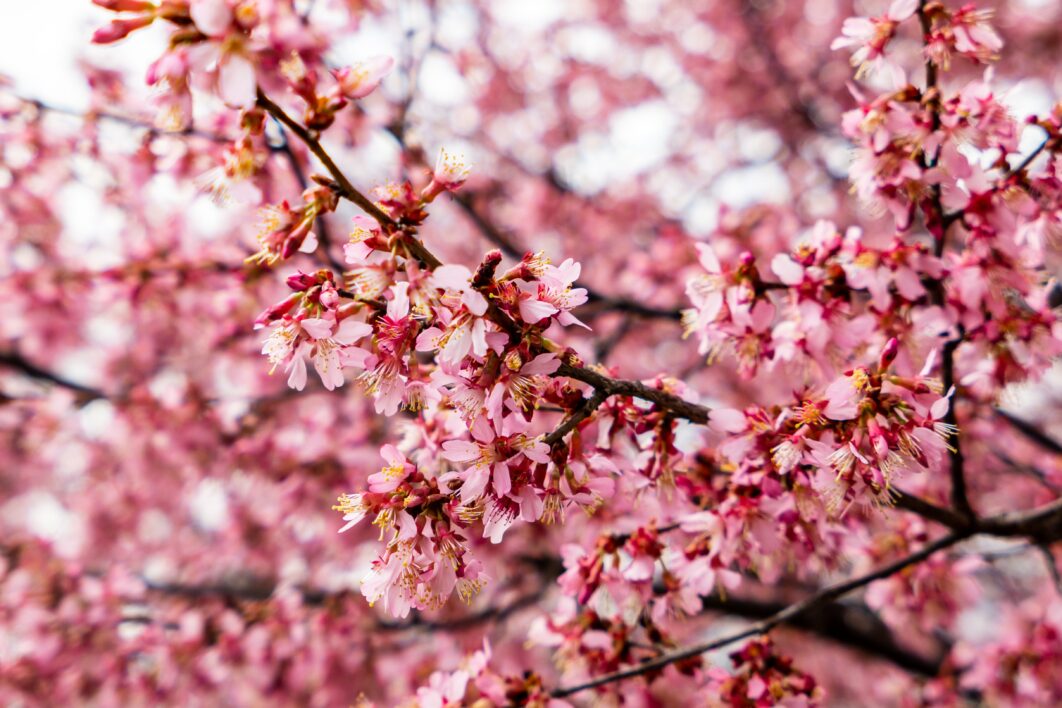 Cherry Tree Blossoms