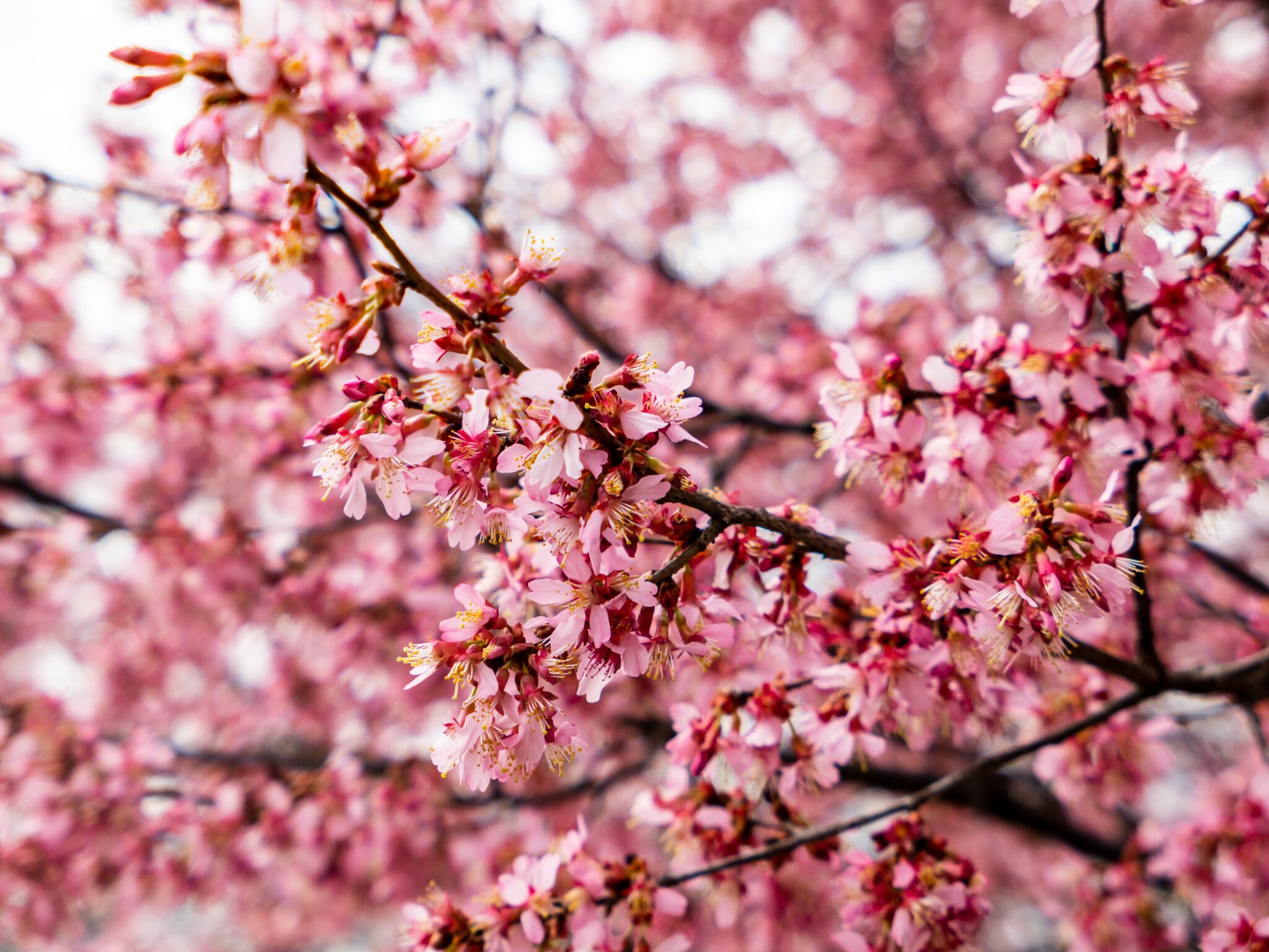 Cherry Tree Blossoms Royalty Free Photo