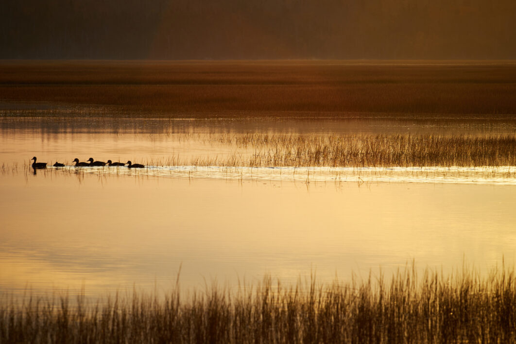 Marsh Grass Water