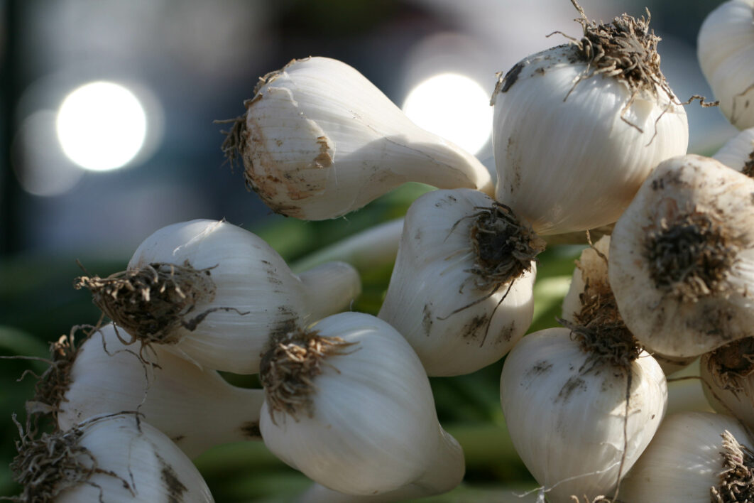 Garlic Fresh Ingredient