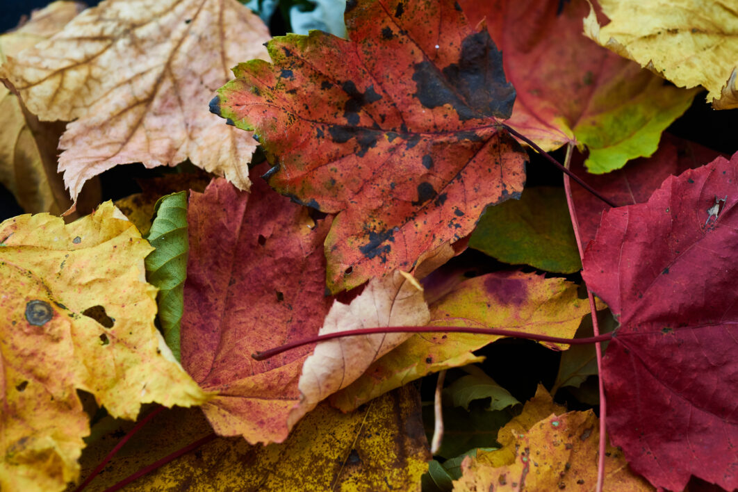 Leaves Autumn Background