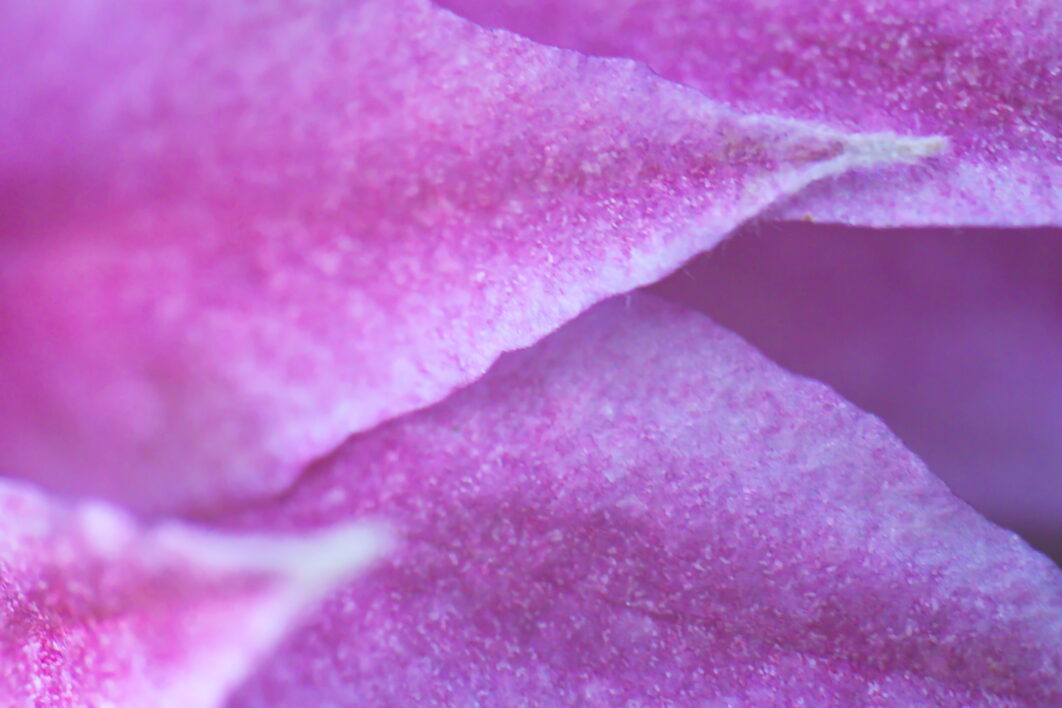 Abstract Purple Nature
