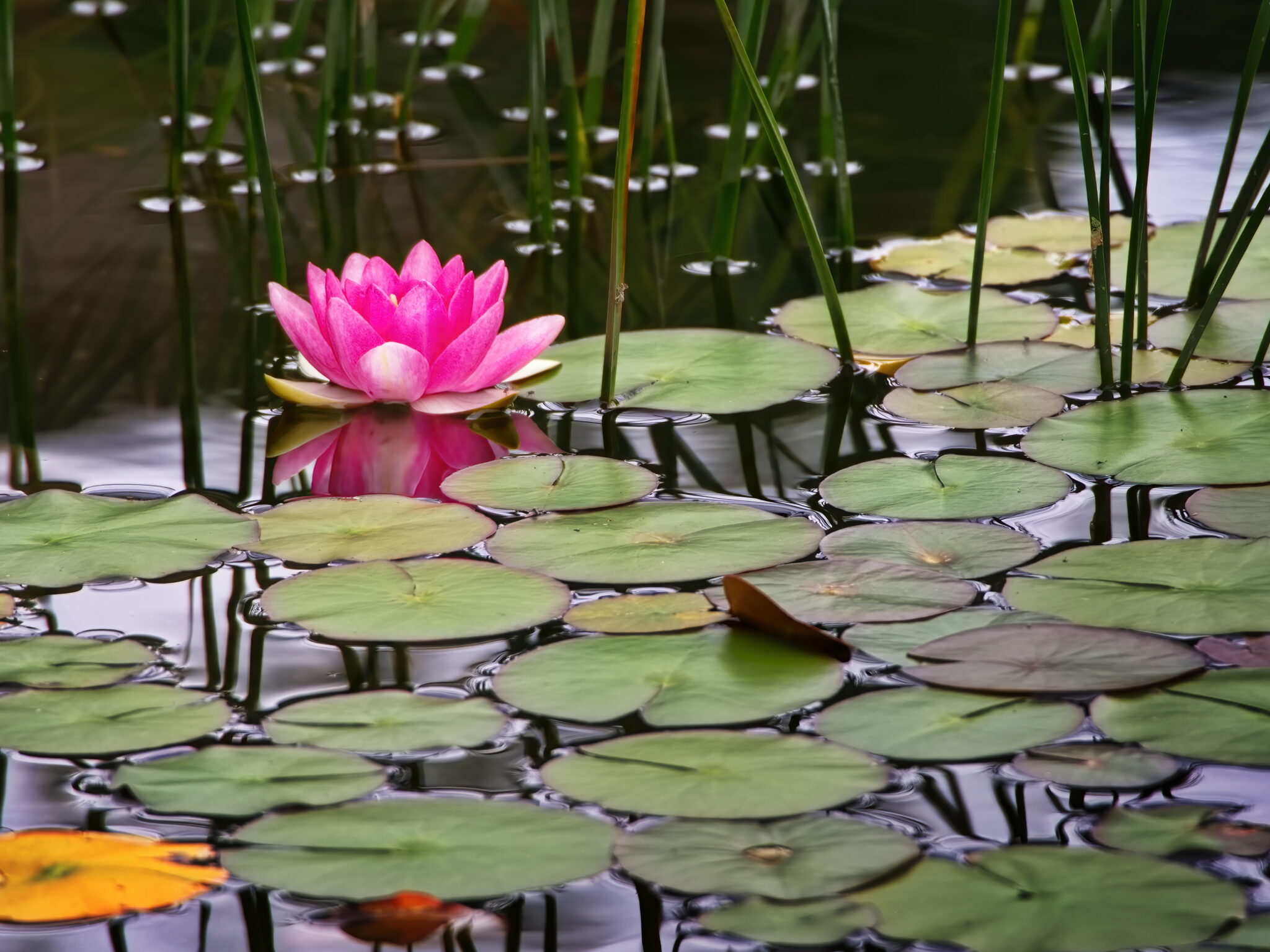 Lily Pads Water Royalty Free Photo