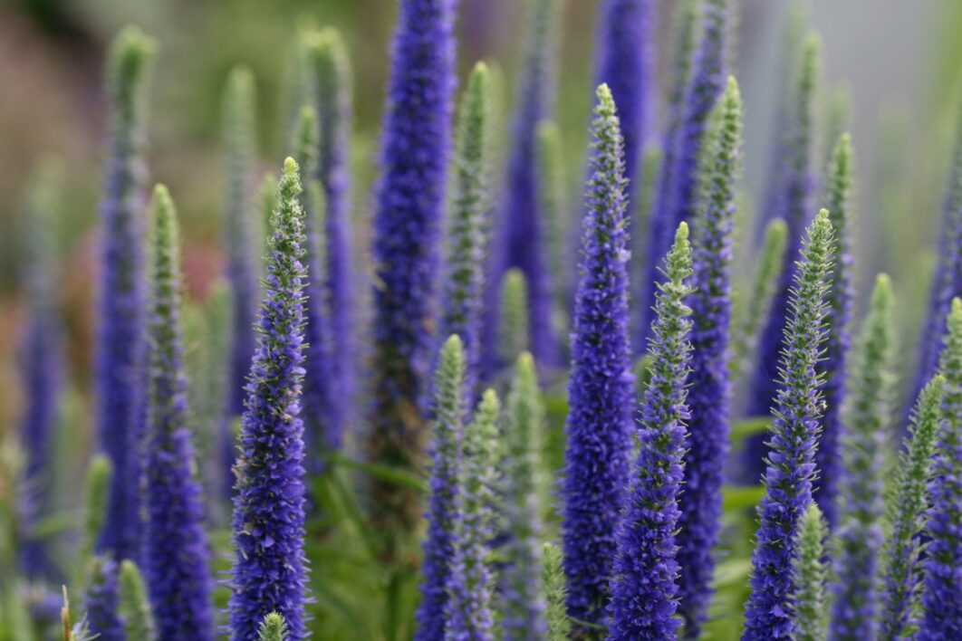 Lupine Flowers Field