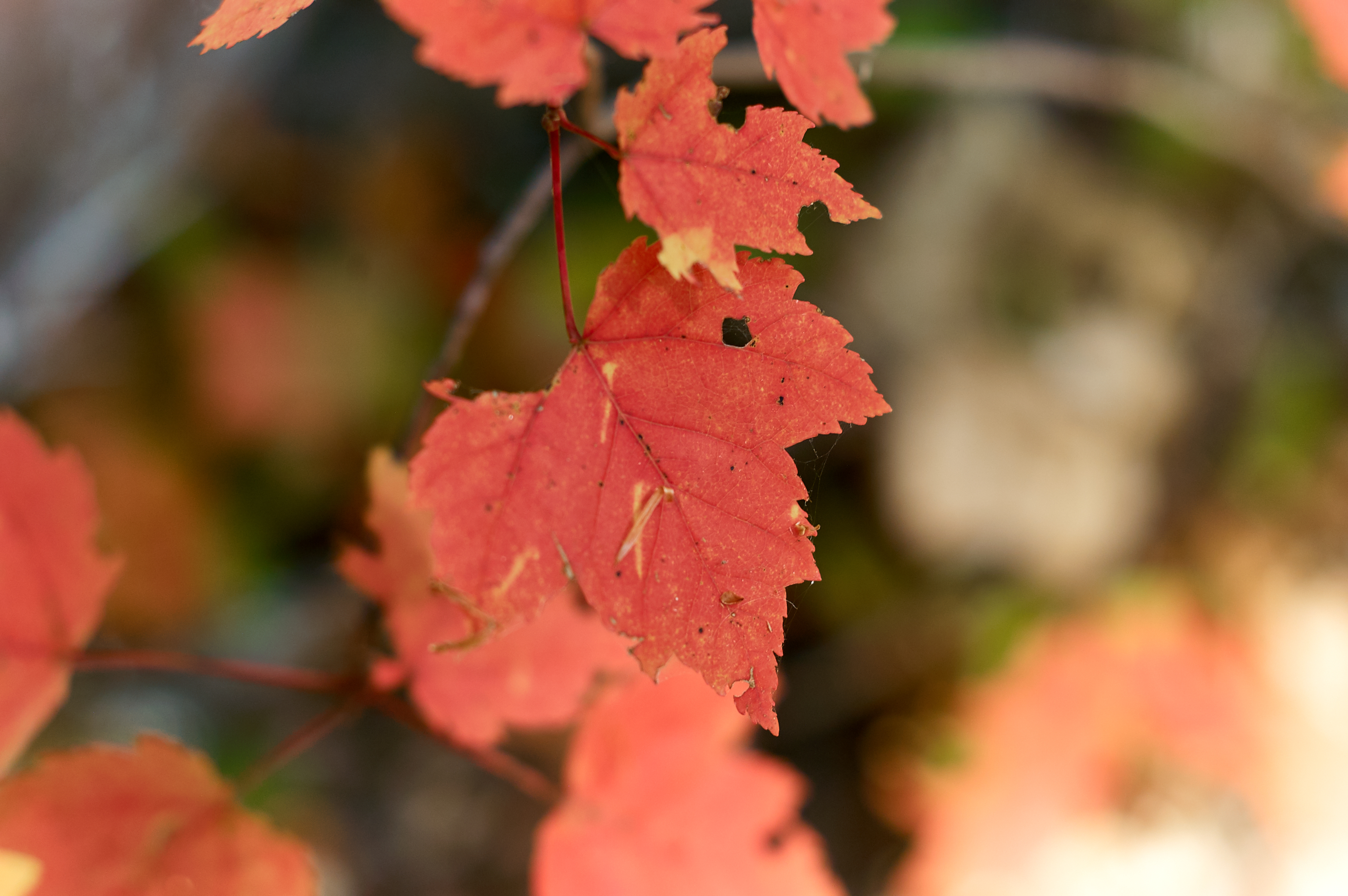Red Maple Leaf Picture, Free Photograph