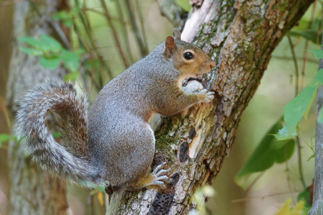 Animal Squirrel Nature