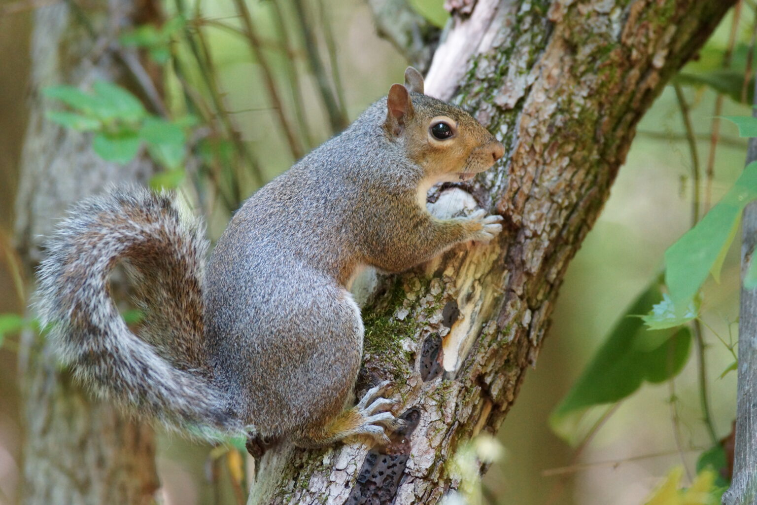 Animal Squirrel Nature Royalty Free Photo