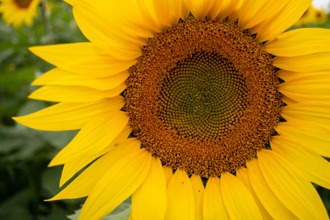 Flora Sunflower Flower