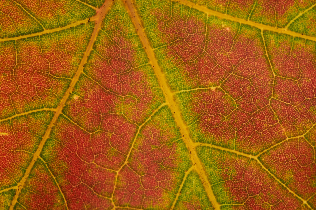 Leaf Fall Background