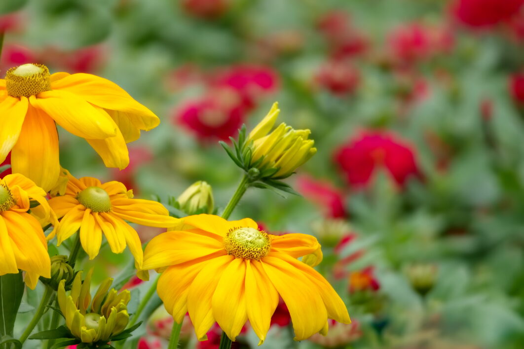 Yellow Flowers Garden