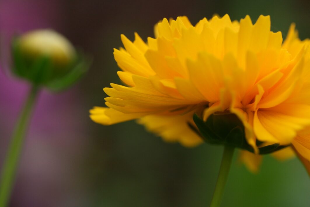 Yellow Flower Close