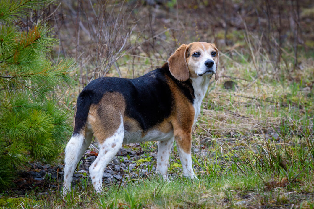 Beagle Dog Pet