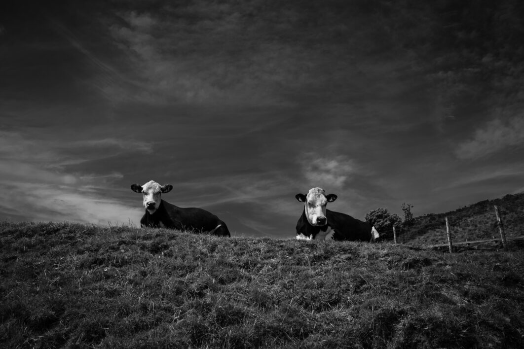 Cows Meadow Field