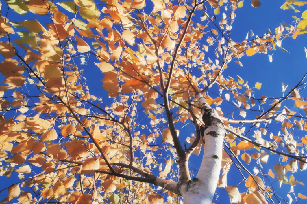 Birch Tree Autumn