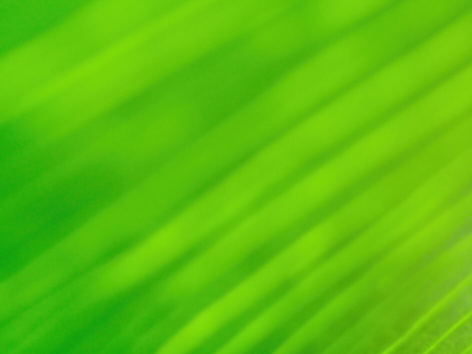 Green Abstract Leaf