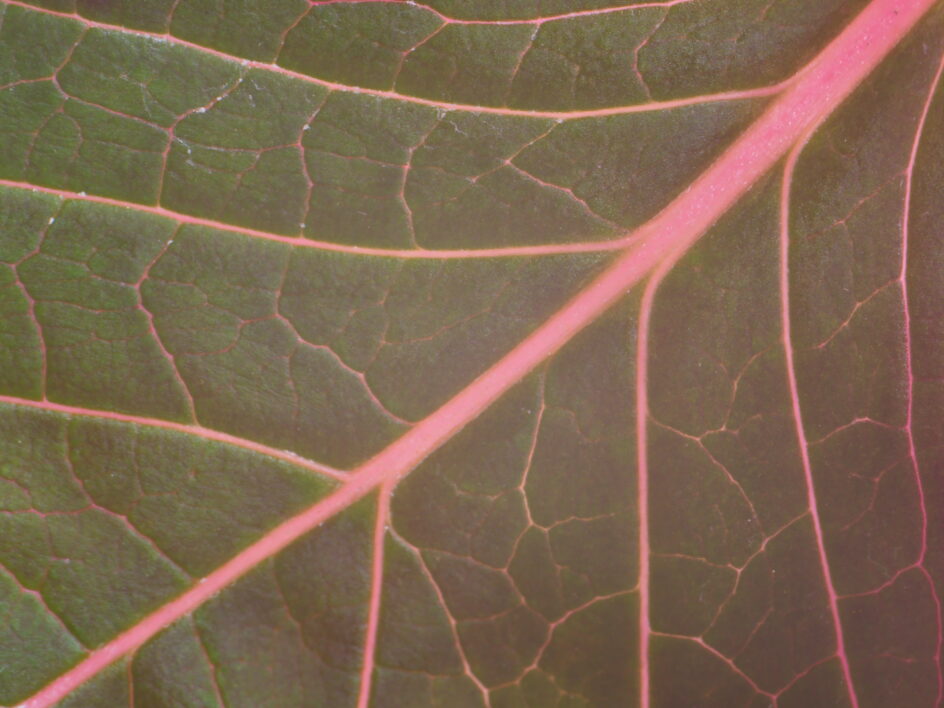 Leaf Texture Closeup