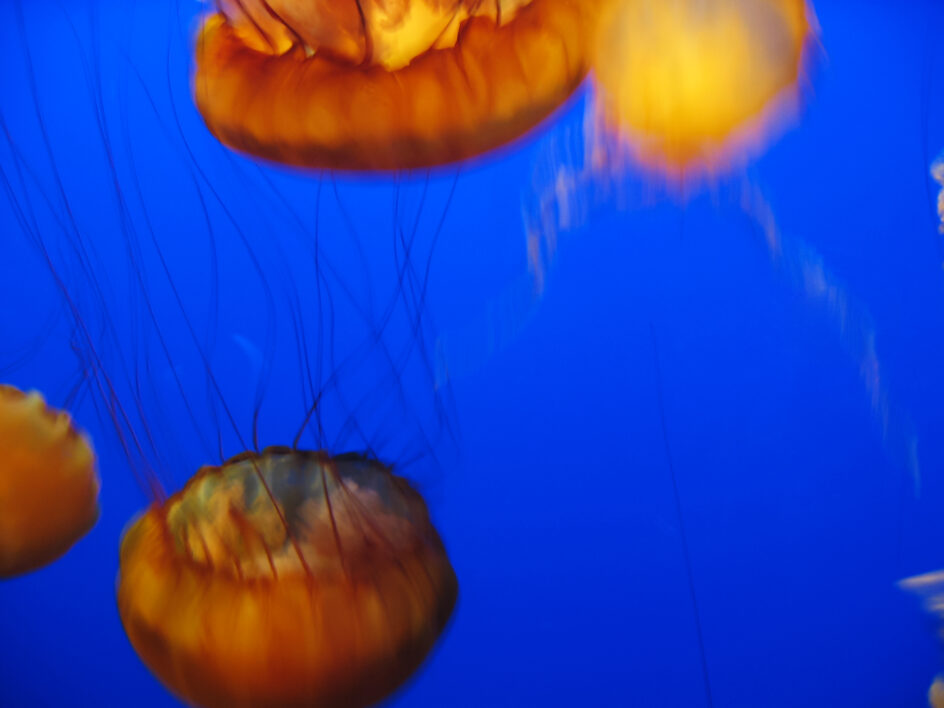Jelly Fish Water