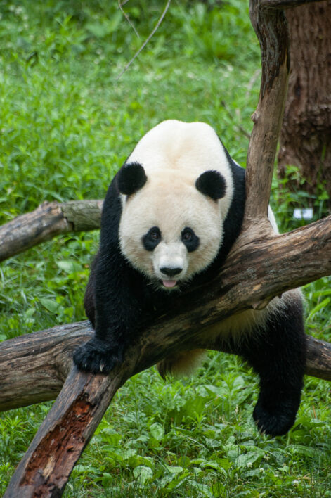 Panda Bear Animal Royalty Free Photo