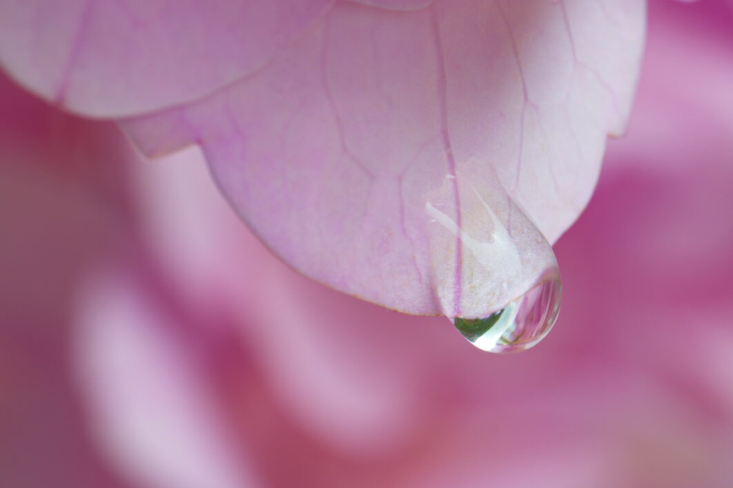 Pink Flower Petal