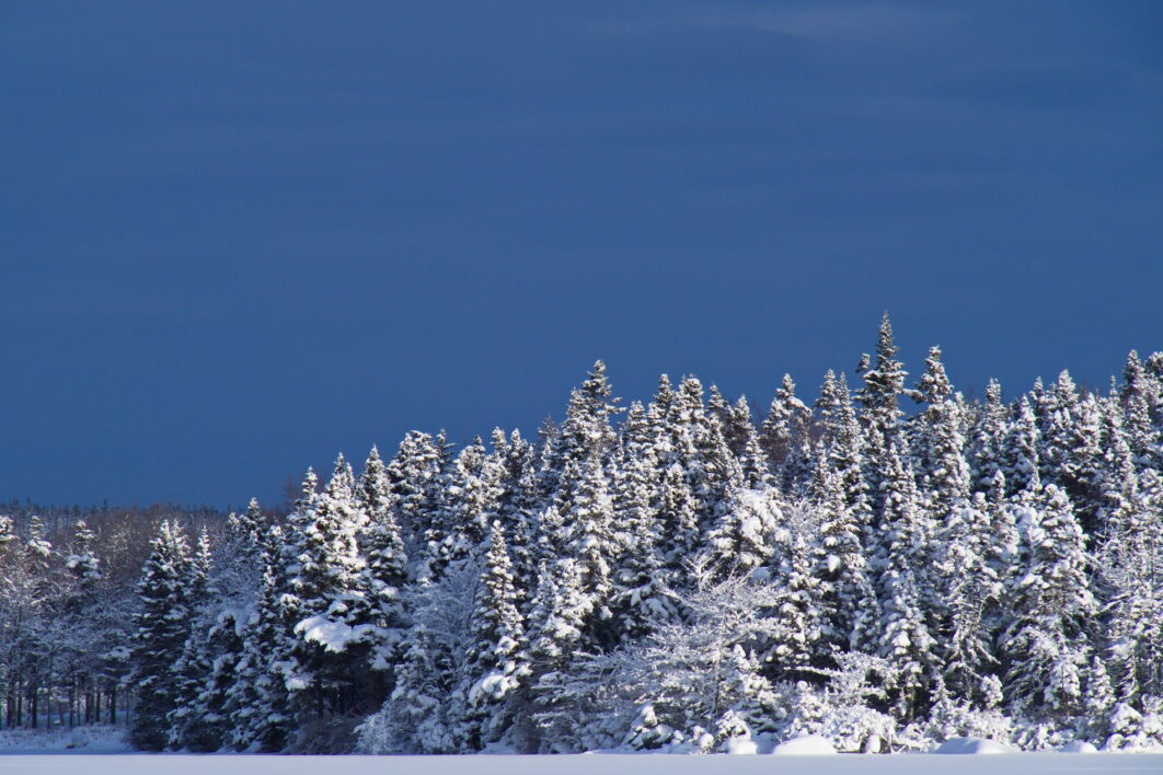 Nature Snow Trees