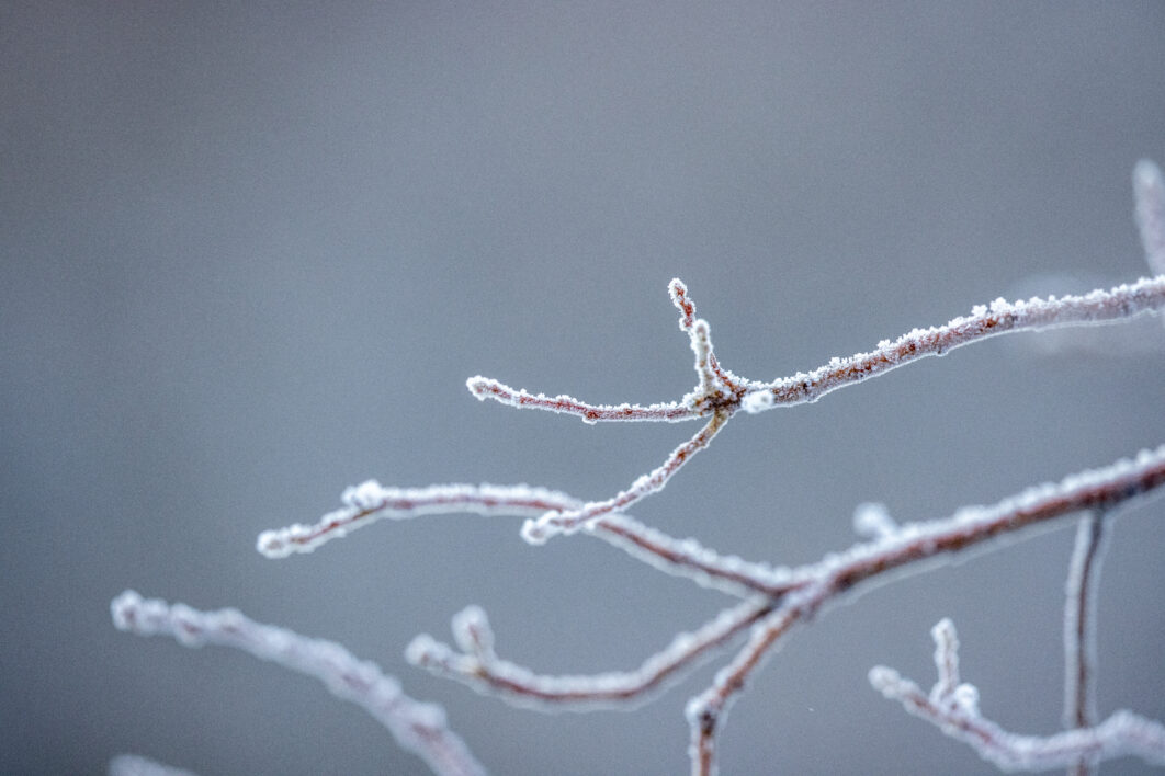 negative-space-frozen-branches-05-1062x708.jpg