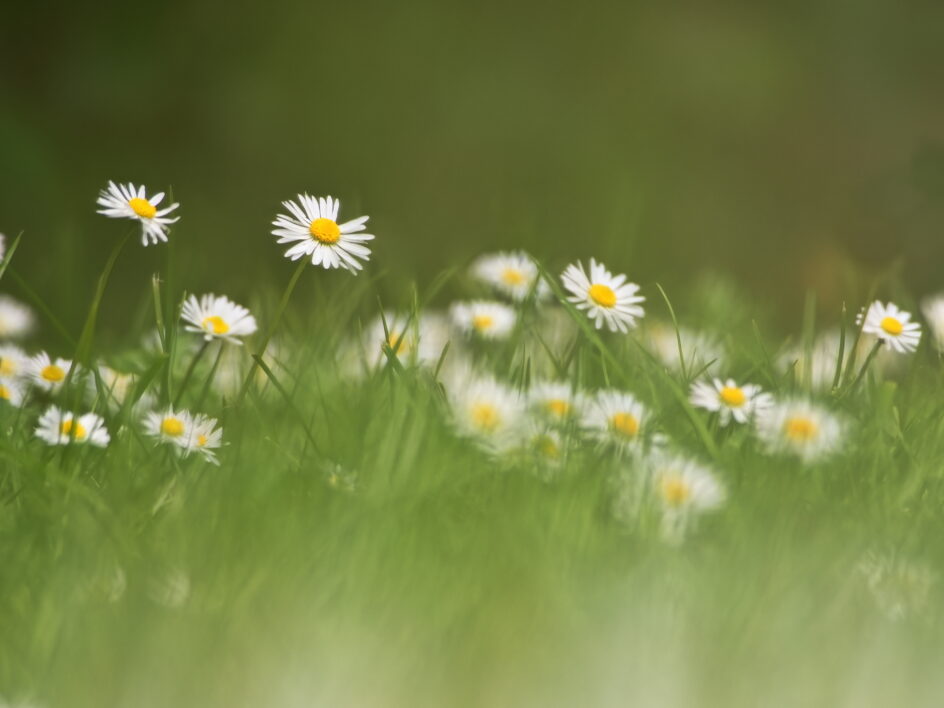 Daisies Flower Meadow