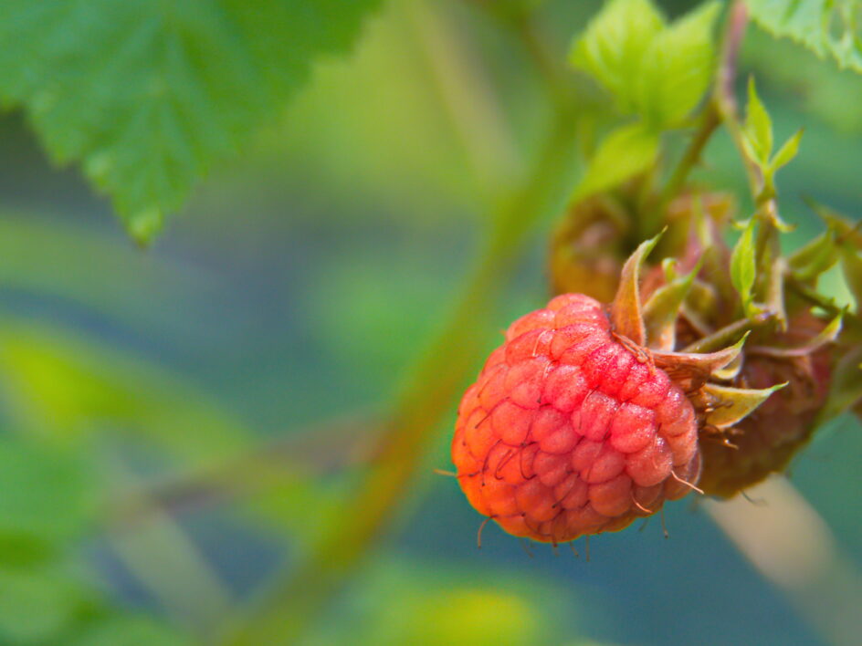 Raspberry Food Nature