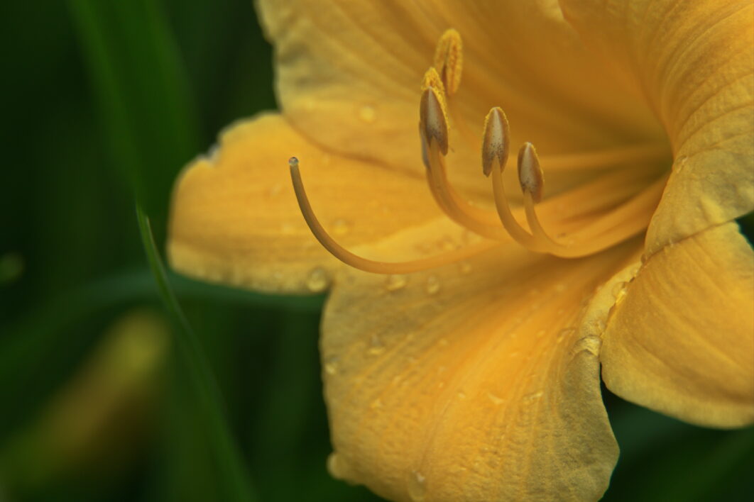 Yellow Lily Close