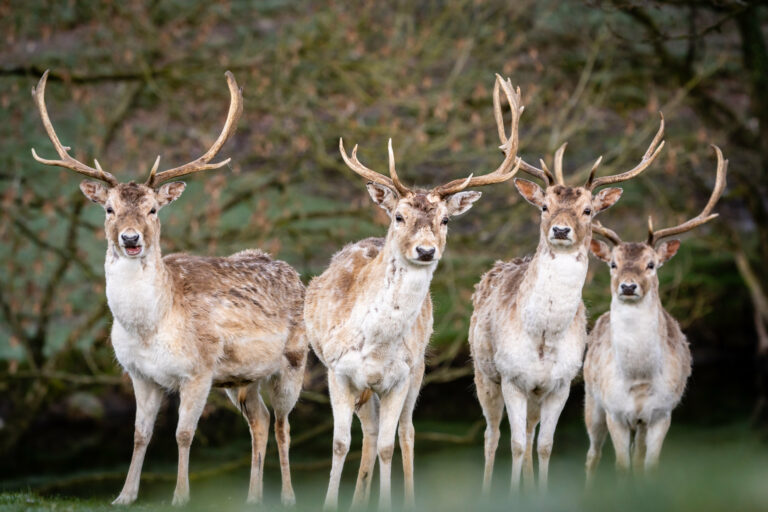 Deer Herd Group Royalty Free Photo