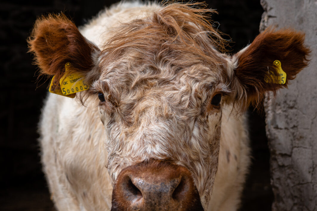 Cow Face Portrait