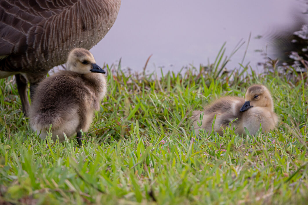 Baby Ducklings Birds