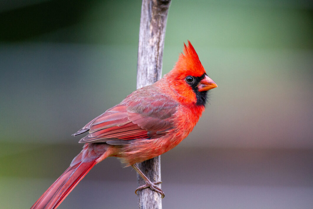 Cardinal Bird Red