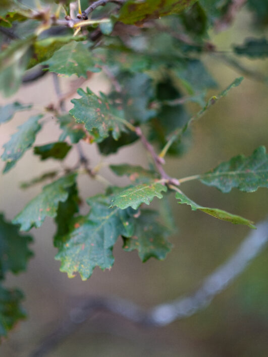 Oak Tree Leaves