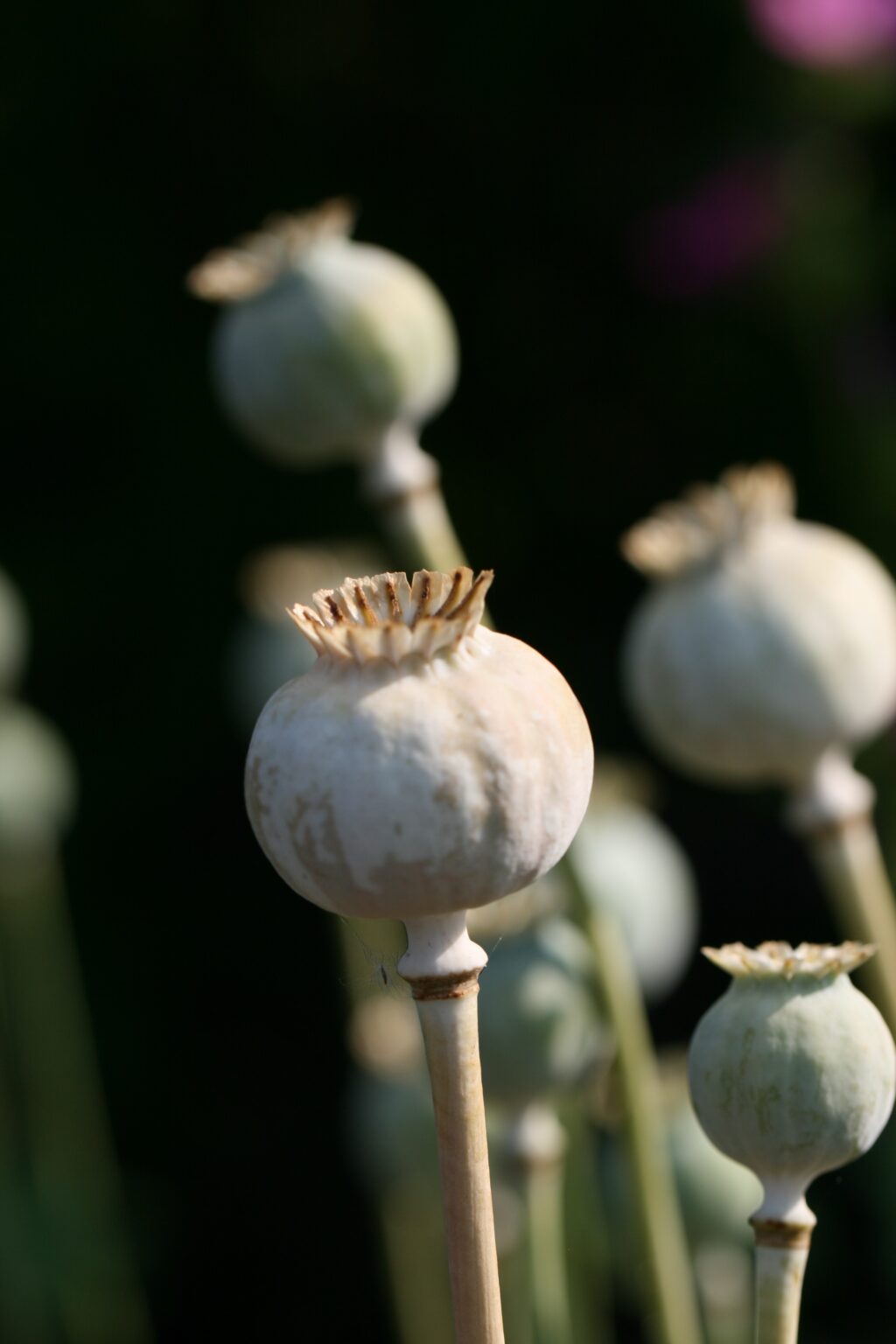 Poppy Pods Flower Royalty Free Photo