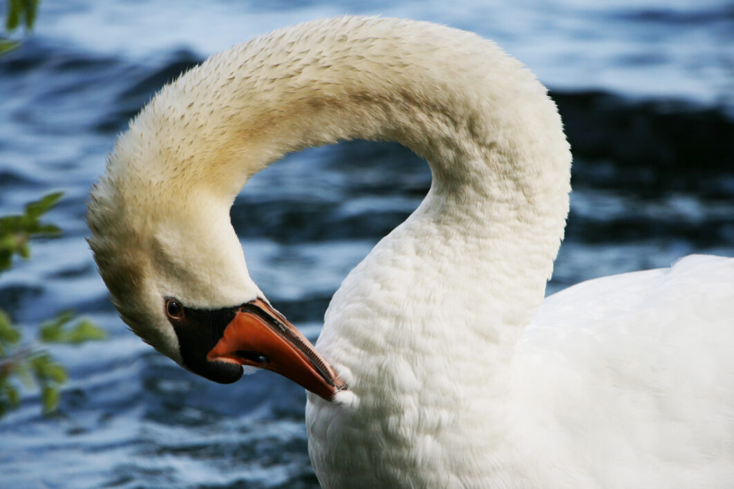 Swan Bird Close
