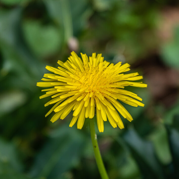 Flower Yellow Plant
