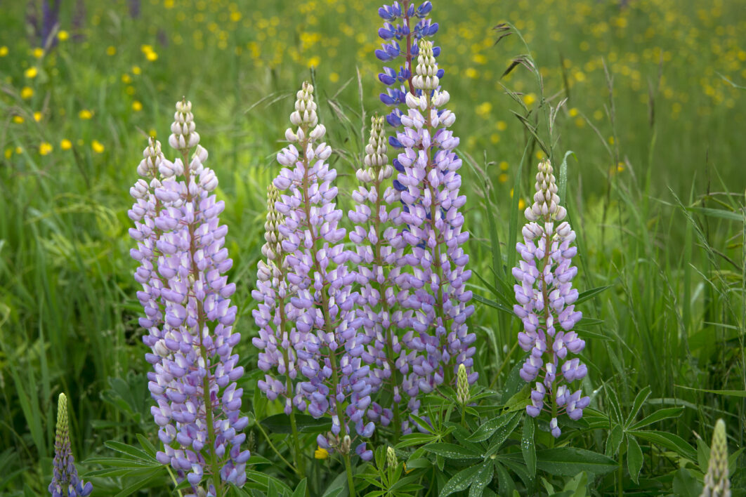 Lupine Flowers Field