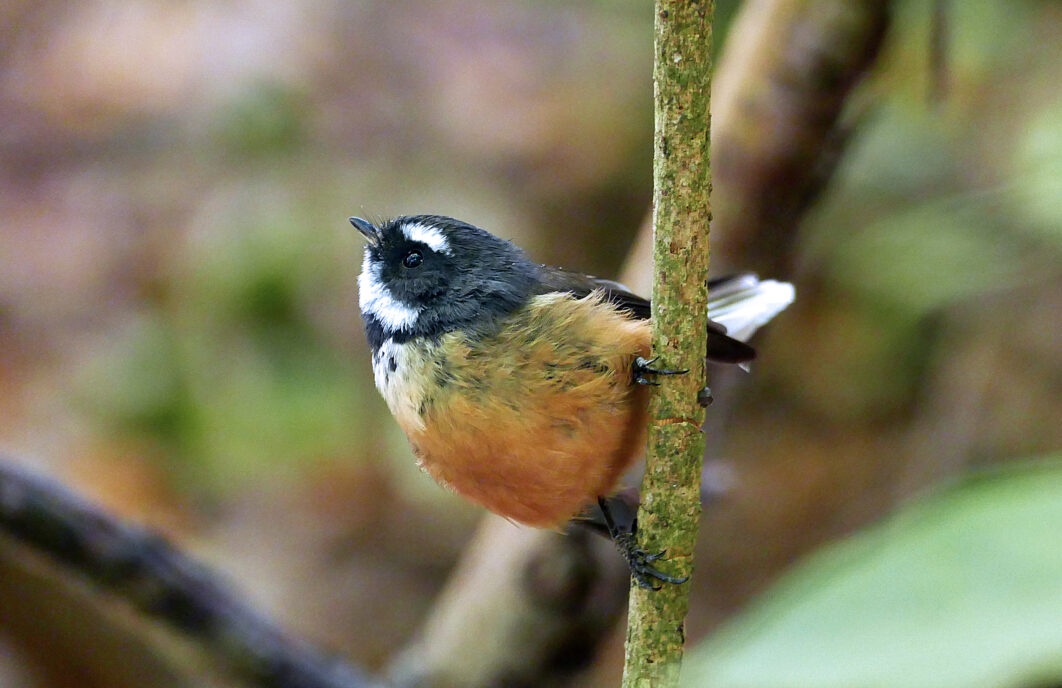 Perched Bird Nature
