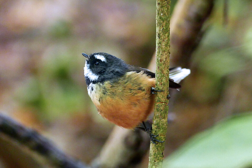 Perched Bird Nature