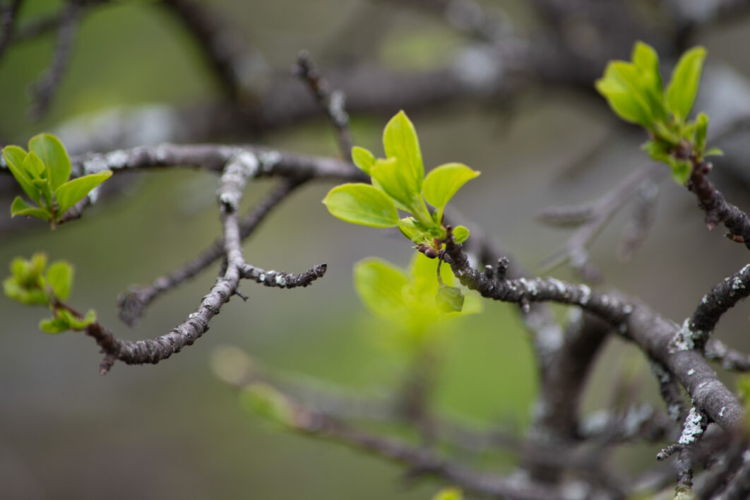 Tree Buds Spring