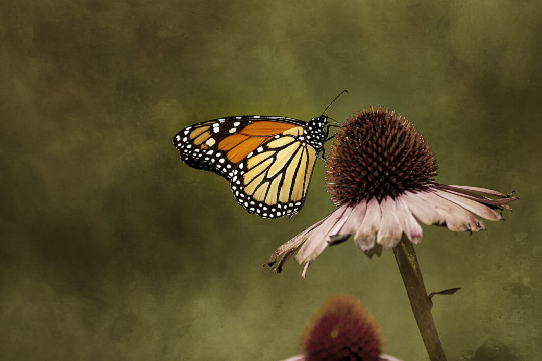 Butterfly Insect Garden